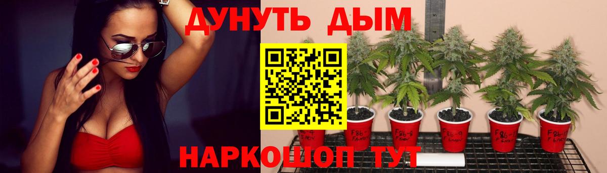 Конопля индика Майкоп